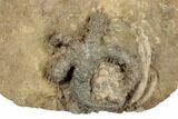 Rare, Fossil Starfish (Onychaster) - Crawfordsville, Indiana #188692-2